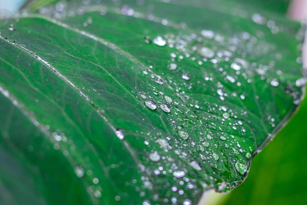 Świeże zielone zbliżenie Taro (Colocasia esculenta) Liście roślin z kroplami deszczu lub poranna rosa. Znane również jako rośliny słoniowe lub liść arbi w hindi. - Zdjęcie, obraz