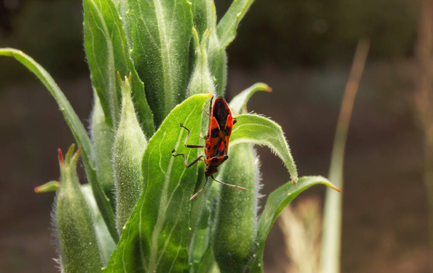 Pyrrhocoris apterus assis sur la plante. Prise de vue macro du Firebug. Insectes en gros plan dans l'environnement naturel. - Photo, image