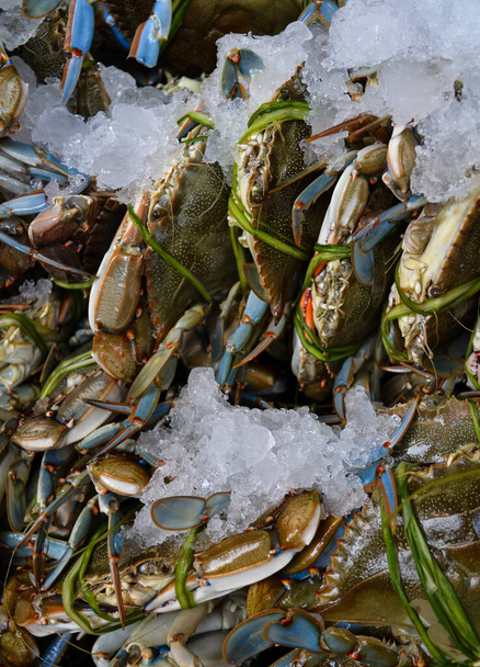 Frische Krabben auf Eis, mexikanischer Markt - Foto, Bild