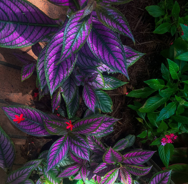 Прекрасна фіолетова рослина на метелику Кі Вест і природній оранжереї - Фото, зображення