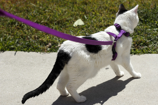 mor bir leash üzerinde kedi - Fotoğraf, Görsel