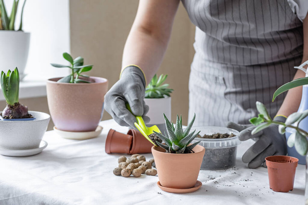 Woman gardener transplantion succulent. Concept of home gardening and planting flowers in pot, plant home decoration - Image - Fotoğraf, Görsel
