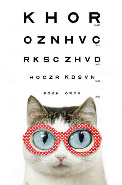 lustige blauäugige Katze in Kurzsichtigkeit Brille roter Rand mit Herzen Nahaufnahme Porträt mit Augendiagramm isoliert auf weiß - Foto, Bild