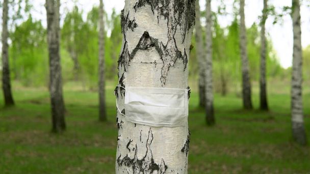 Μια ιατρική μάσκα είναι ντυμένη σε κορμό σημύδας. Το δέντρο προστατεύεται από τον ιό. Προστασία του περιβάλλοντος. - Φωτογραφία, εικόνα