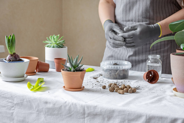 Plant transplant, soil, pots, tools for replanting on the table. Various plants in different pots on table. Concept of indoor garden home - Image - Foto, Imagem