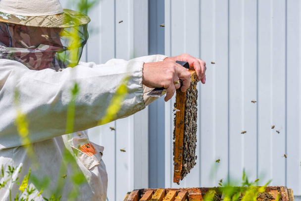 A beekeeper in protective clothing holds a frame with honeycombs, inspects the bees in the apiary. Preparing for the collection of honey. The inscription in Russian means: Good honey collection - Foto, immagini