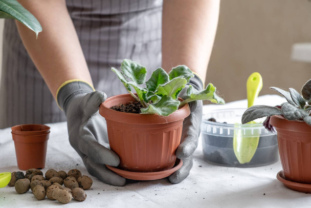 Woman gardener transplantion violet. Concept of home gardening and planting flowers in pot, plant home decoration - Image - Photo, image
