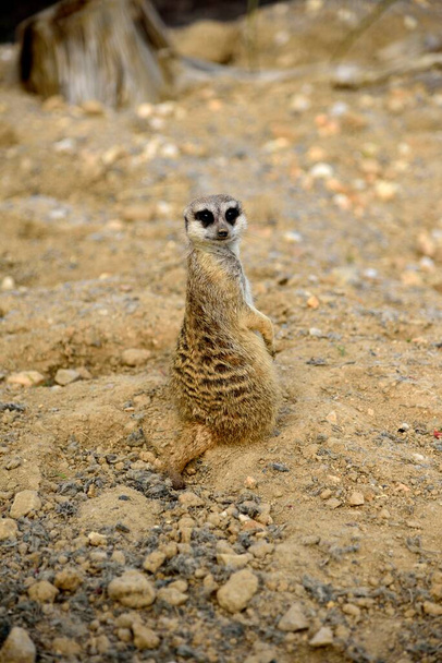 Meerkat sitting on sand and stones - Photo, Image