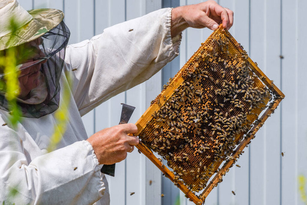 Бджоляр в захисному одязі тримає раму з медоносцями, оглядає бджіл на пасіці. Готується до збору меду в сонячний літній день. Багато бджіл повзають по медоносцях
. - Фото, зображення