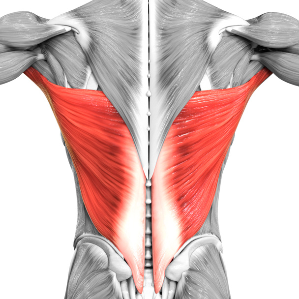 ヒトの筋肉系トルソ筋Latissimus Dorsi筋肉解剖学。3D - 写真・画像
