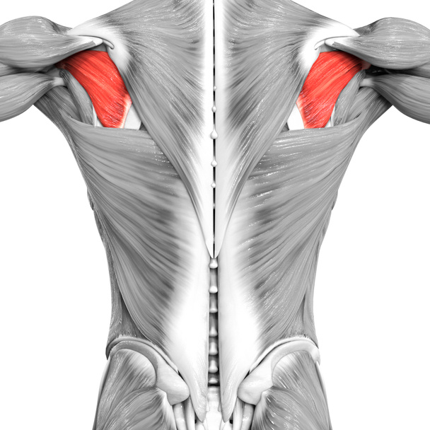 Sistema Muscular Humano Torso Músculos Infraspinatus Anatomía Muscular. 3D - Foto, imagen