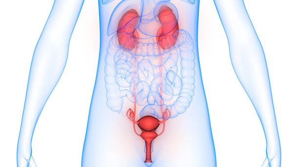 Human Urinary System Kidneys with Bladder Anatomy 3D - Фото, зображення