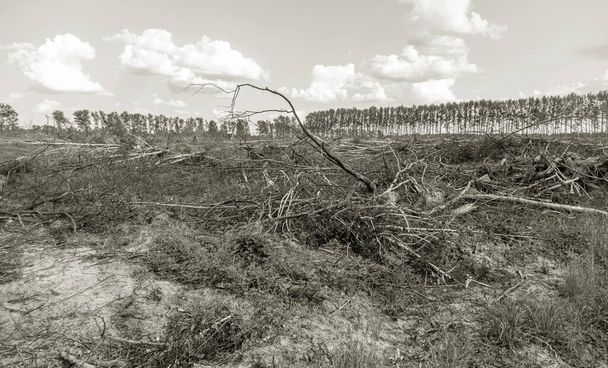 Laiton puunkorjuu. Metsät Metsien hävittäminen ihmiset aiheuttavat ilmaston lämpenemistä. Metsäkato, lehtimetsien tuhoutuminen - Valokuva, kuva