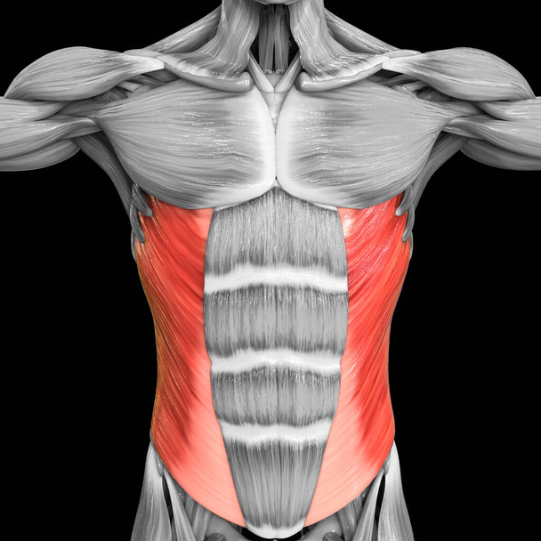 Sistema muscular humano Músculos del torso Abdominal Anatomía muscular oblicua externa. 3D - Foto, imagen