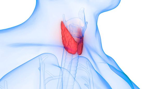 Человеческие железы Лобо щитовидной железы Анатомия. 3D - Фото, изображение