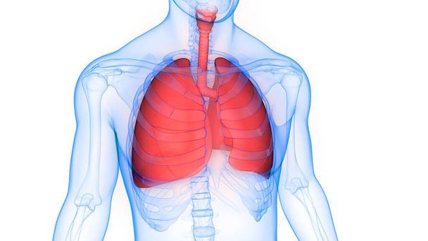 Sistema Respiratório Humano Anatomia Pulmonar. 3D - Foto, Imagem