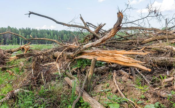 Yasadışı kesim alanı. Ormanların yok edilmesi küresel ısınmaya neden oluyor. Ormanların tahrip edilmesi, yaprak döken ormanların yok edilmesi - Fotoğraf, Görsel