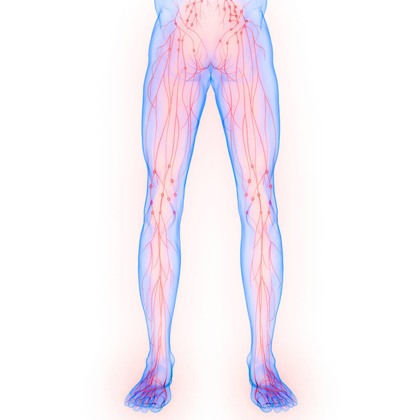 Sistema interno humano Anatomía de los ganglios linfáticos. 3D - Foto, Imagen