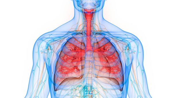 Органы человеческого тела (легкие) 3D - Фото, изображение