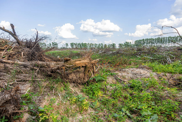 Obszar nielegalnego pozyskiwania drewna. Lasy Wylesianie ludzi powoduje globalne ocieplenie. Wycinanie lasów, niszczenie lasów liściastych - Zdjęcie, obraz