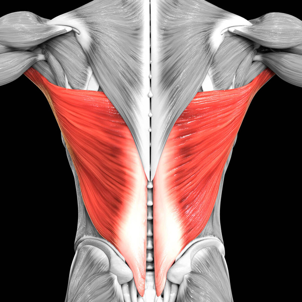 Sistema Muscular Humano Torso Músculos Latissimus Dorsi Anatomia Muscular. 3D - Foto, Imagem