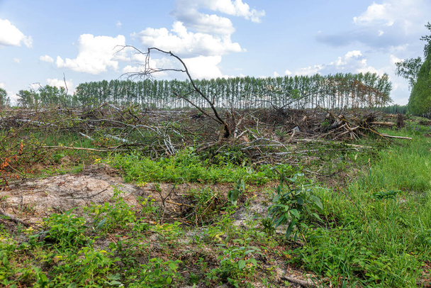 Área de tala ilegal. Bosques La deforestación humana está causando el calentamiento global. Deforestación, destrucción de bosques caducifolios
 - Foto, imagen