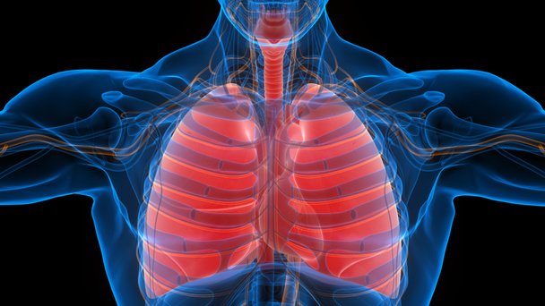Ihmisen kehon elimet (keuhkot) 3D - Valokuva, kuva