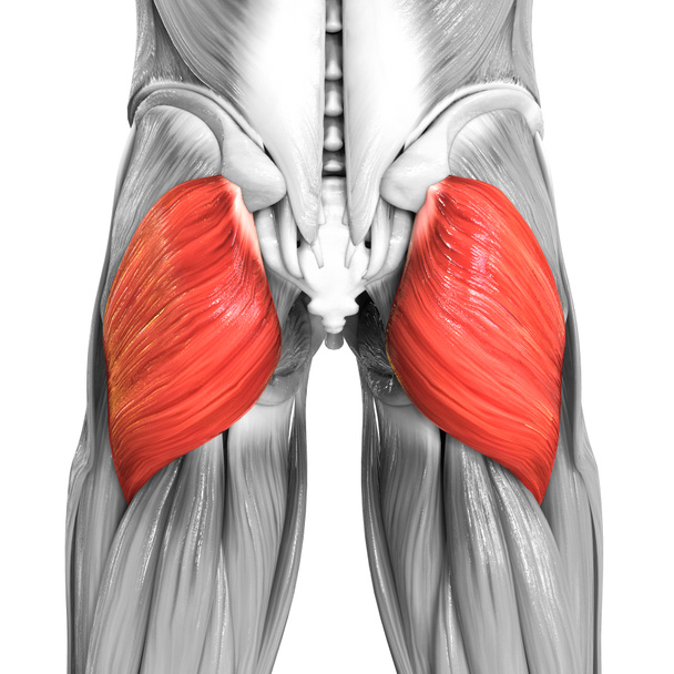 Ludzkie nogi mięśniowe Gluteus Maximus Anatomia mięśni. 3D - Zdjęcie, obraz