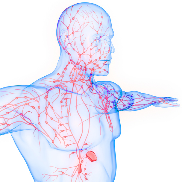Sistema Interno Umano Anatomia linfonodale. 3D - Foto, immagini
