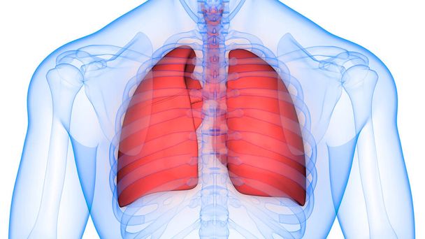 Anatomia polmonare del sistema respiratorio umano. 3D - Foto, immagini