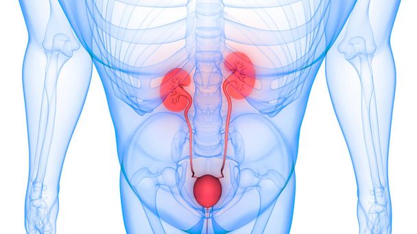 Human Urinary System Kidneys with Bladder Anatomy 3D - Фото, зображення