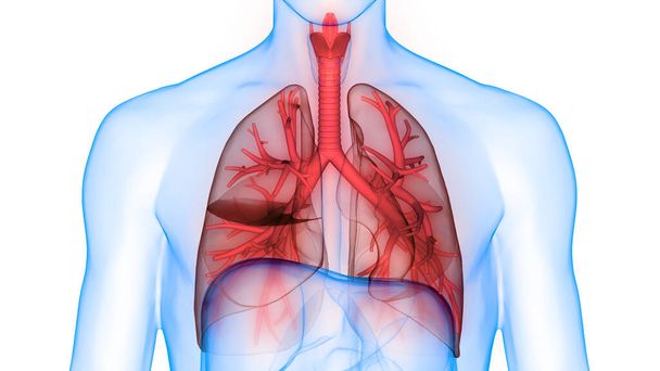 Emberi légzőszervi Tüdő Anatómia. 3D - Fotó, kép