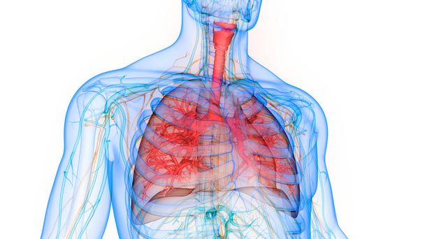 Органи людського тіла (Лунги) 3D - Фото, зображення