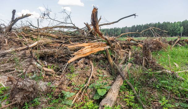 Yasadışı kesim alanı. Ormanların yok edilmesi küresel ısınmaya neden oluyor. Ormanların tahrip edilmesi, yaprak döken ormanların yok edilmesi - Fotoğraf, Görsel