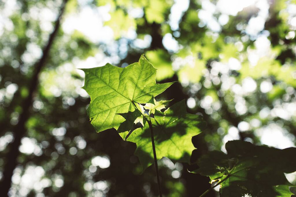 A low angle shot of leaves against blurry greenery with bokeh effect - Foto, Imagen