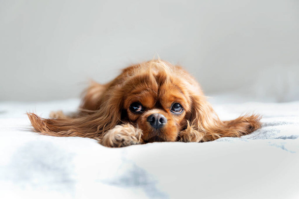 Милая и очаровательная собака, кавалер-спаниель, отдыхающий на кровати
 - Фото, изображение