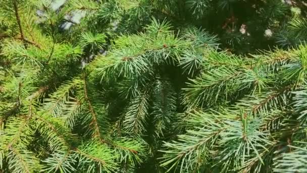 自然、クリスマス休暇、常緑植物の背景として、モミの木の枝のクローズアップ - 映像、動画