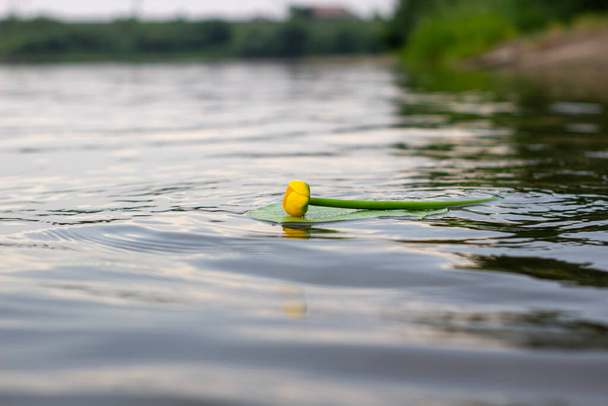 Водойма Лілі. Жовта вода Лілі розквітає на річці. Жовта квітка. Ненуфар - Фото, зображення