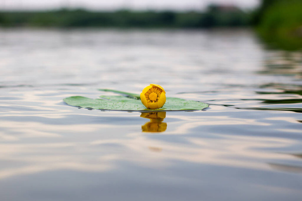 Lirio de agua floreciente. Agua amarilla Lily florece en el río. Flor amarilla. Nenuphar.
 - Foto, imagen
