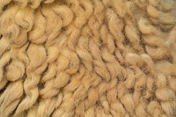 Close up of sheep wool brown skin pattern texture background of lamb, or sheep fleece in farm at zoo park in rural area. Wild mammal animal in nature. Soft raw material for clothes or carpet. - Photo, Image