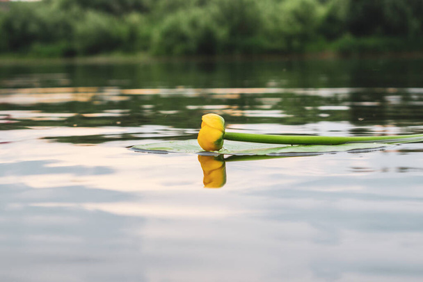 Lys d'eau en fleurs. Eau jaune Lys fleurit sur la rivière. Fleur jaune. Nenuphar - Photo, image