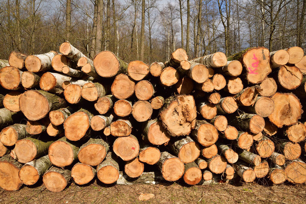 Troncos de árboles cortados y apilados dispuestos y preparados para su extracción del bosque a la industria
. - Foto, Imagen