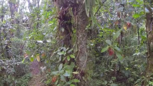 wide view video of tropical forest trees, foliage - Felvétel, videó