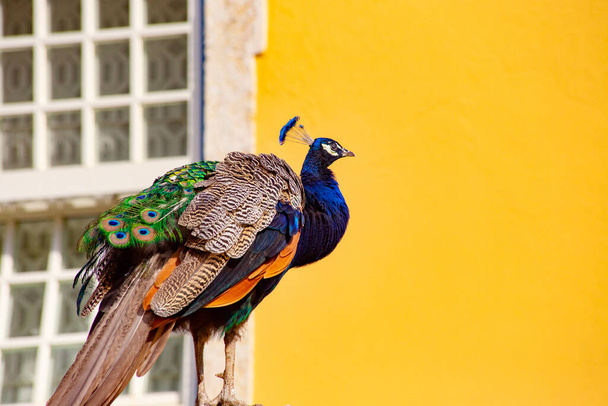 LISBON, PORTUGAL - June 2019: Bright peacock on the house wall in the old area of Lisbon, Portugal - 写真・画像