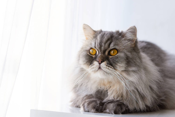 Fluffy grey Scottish cat. Close-up portrait. orange beautiful eyes. Domestic thoroughbred cat. Thoughtful look. - Photo, image