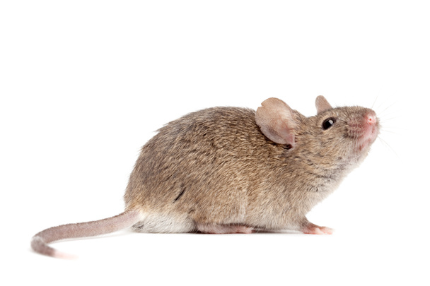 myš zblízka, izolované na bílém - Fotografie, Obrázek