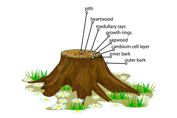 Egy fehér hátterű fa anatómiája. A keresztmetszetben lévő fa rétegek szeletének szerkezete. A fatörzs különböző rétegekből áll. A fás szárak keresztmetszete infografika. Oktatás biológia, dendrokronológia plakát, illusztráció.Vektor - Vektor, kép