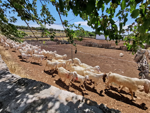 un troupeau de chèvres revient d'un pâturage dans une ferme de la Selva di Fasano, dans les Pouilles en Italie - Photo, image