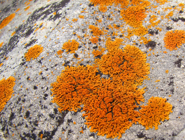 oranje mos - Foto, afbeelding