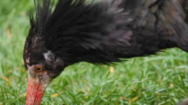 Close up of northern bald ibis head on a sunny day in summer. - Séquence, vidéo